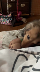 小林麻美ブリーダーからお迎えしたカニンヘンダックスフンド(ロング)：クルミ(チョコの名変更)くん