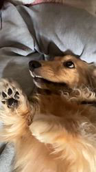 小林麻美ブリーダーからお迎えしたカニンヘンダックスフンド(ロング)：クルミ(チョコの名変更)くん