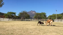 小林栄作ブリーダーからお迎えしたボストンテリア：麦くん