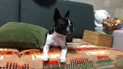 小林栄作ブリーダーからお迎えしたボストンテリア：麦くん