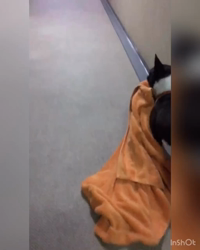 小林栄作ブリーダーからお迎えしたボストンテリア：麦くん