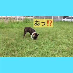 小林栄作ブリーダーからお迎えしたボストンテリア：麦くん