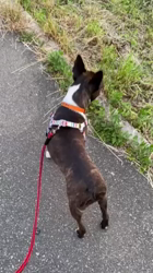 小林栄作ブリーダーからお迎えしたボストンテリア：麦くん