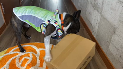 小林栄作ブリーダーからお迎えしたボストンテリア：麦くん