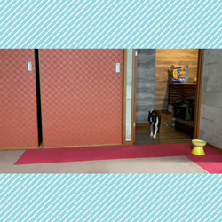 小林栄作ブリーダーからお迎えしたボストンテリア：麦くん