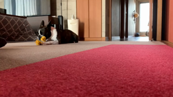 小林栄作ブリーダーからお迎えしたボストンテリア：麦くん