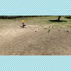 小林栄作ブリーダーからお迎えしたボストンテリア：麦くん