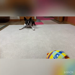 小林栄作ブリーダーからお迎えしたボストンテリア：麦くん