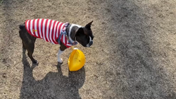 小林栄作ブリーダーからお迎えしたボストンテリア：麦くん