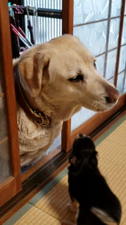 荒川美香ブリーダーからお迎えしたチワワ(ロング)：むぎちゃん