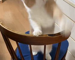 五木田利奈ブリーダーからお迎えしたスコティッシュフォールド：リンタくん