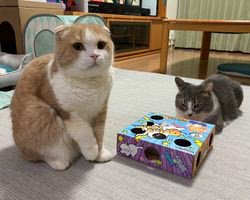 五木田利奈ブリーダーからお迎えしたスコティッシュフォールド：リンタくん