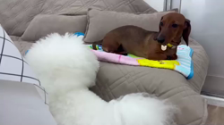 奥沢貴司ブリーダーからお迎えしたミニチュアダックスフンド(スムース)：シェリーちゃん