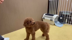 伊藤貴昭ブリーダーからお迎えしたトイプードル：リティちゃん