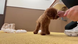 伊藤貴昭ブリーダーからお迎えしたトイプードル：リティちゃん