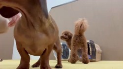 伊藤貴昭ブリーダーからお迎えしたトイプードル：リティちゃん