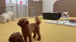 伊藤貴昭ブリーダーからお迎えしたトイプードル：リティちゃん