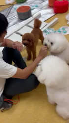 伊藤貴昭ブリーダーからお迎えしたトイプードル：リティちゃん