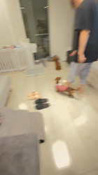 伊藤貴昭ブリーダーからお迎えしたトイプードル：リティちゃん