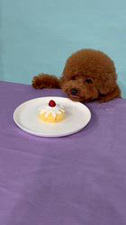 伊藤貴昭ブリーダーからお迎えしたトイプードル：リティちゃん