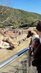 奥沢貴司ブリーダーからお迎えしたミニチュアダックスフンド(スムース)：シェリーちゃん