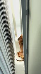 奥沢貴司ブリーダーからお迎えしたミニチュアダックスフンド(スムース)：シェリーちゃん