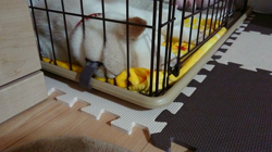 亀井武志ブリーダーからお迎えした柴犬：白鈴くん