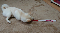 亀井武志ブリーダーからお迎えした柴犬：白鈴くん