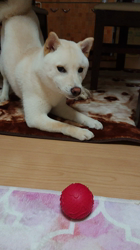 亀井武志ブリーダーからお迎えした柴犬：白鈴くん