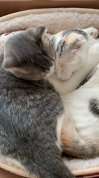 中野由利子ブリーダーからお迎えしたスコティッシュフォールド：杏(あんず)ちゃん