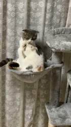 中野由利子ブリーダーからお迎えしたスコティッシュフォールド：杏(あんず)ちゃん