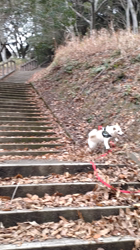 亀井武志ブリーダーからお迎えした柴犬：桜ちゃん