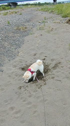 亀井武志ブリーダーからお迎えした柴犬：桜ちゃん