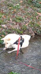 亀井武志ブリーダーからお迎えした柴犬：桜ちゃん