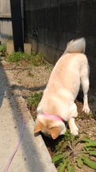 亀井武志ブリーダーからお迎えした柴犬：桜ちゃん