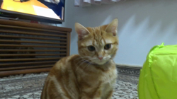 小林徹ブリーダーからお迎えしたアメリカンショートヘア：キャラメルくん