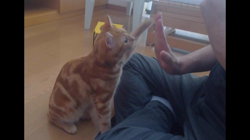 小林徹ブリーダーからお迎えしたアメリカンショートヘア：キャラメルくん