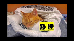 小林徹ブリーダーからお迎えしたアメリカンショートヘア：キャラメルくん