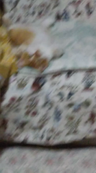 堂脇智美ブリーダーからお迎えしたスコティッシュフォールド：レイくん