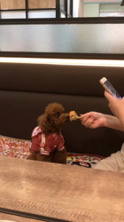 菊地純一ブリーダーからお迎えしたトイプードル：マロンちゃん