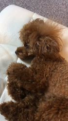 菊地純一ブリーダーからお迎えしたトイプードル：マロンちゃん