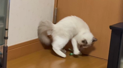 川俣幸子ブリーダーからお迎えしたラグドール：マリンくん