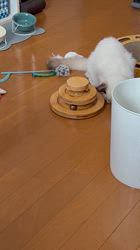 川俣幸子ブリーダーからお迎えしたラグドール:マリンくん