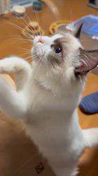 川俣幸子ブリーダーからお迎えしたラグドール：マリンくん