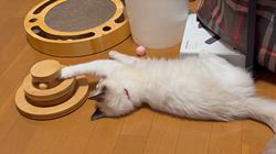 川俣幸子ブリーダーからお迎えしたラグドール：マリンくん