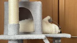 川俣幸子ブリーダーからお迎えしたラグドール：マリンくん