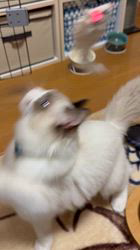 川俣幸子ブリーダーからお迎えしたラグドール：マリンくん