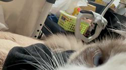 川俣幸子ブリーダーからお迎えしたラグドール：マリンくん