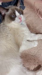 川俣幸子ブリーダーからお迎えしたラグドール：マリンくん