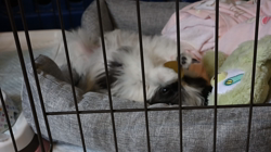 吉川聖美ブリーダーからお迎えしたチワマル(チワワ×マルチーズ)：ポンちゃん